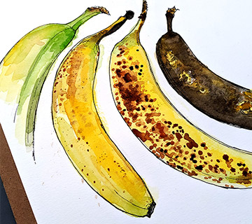 illustration de bananes encre et aquarelle