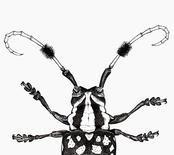 Dessin d'entomologie Aristobia approximator