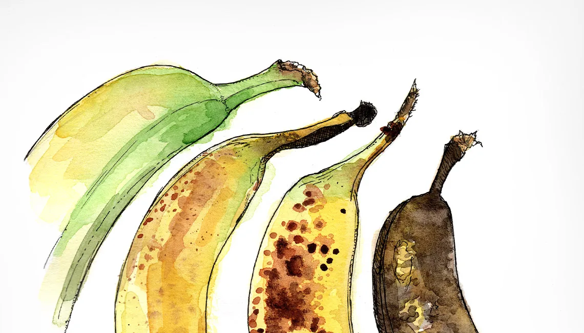 Les bananes - Dessin à l'aquarelle - détails