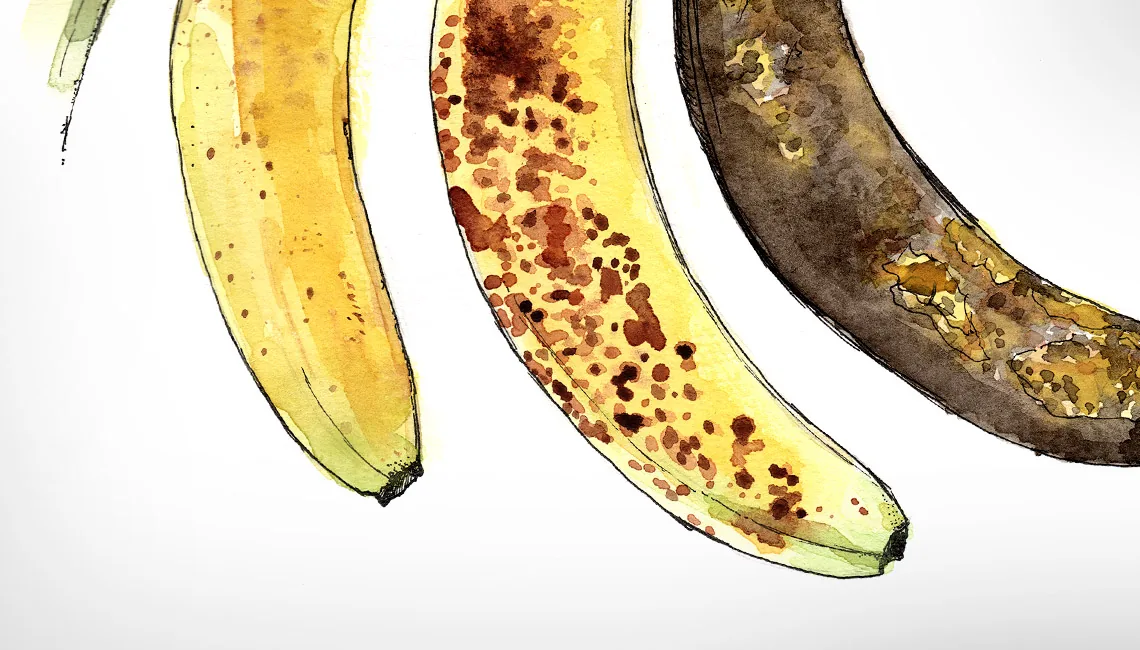 Les bananes - Dessin à l'aquarelle - détails