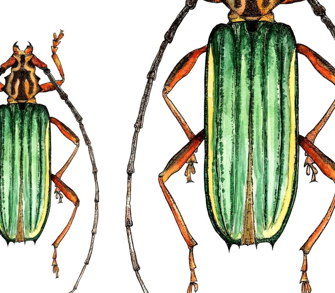 Green longhorn beetle aquarelle détails du dessin