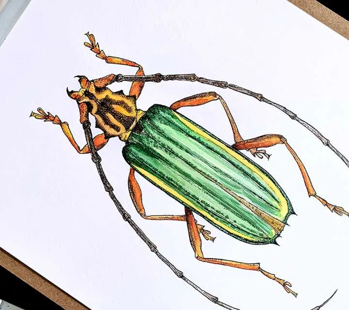 Green longhorn beetle
